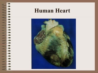 Human Heart
 