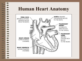 Human Heart Anatomy
 
