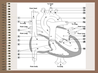 The human circulatory system