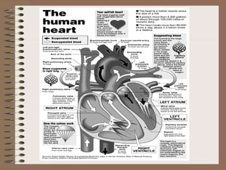 The human circulatory system