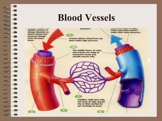 Blood Vessels
 