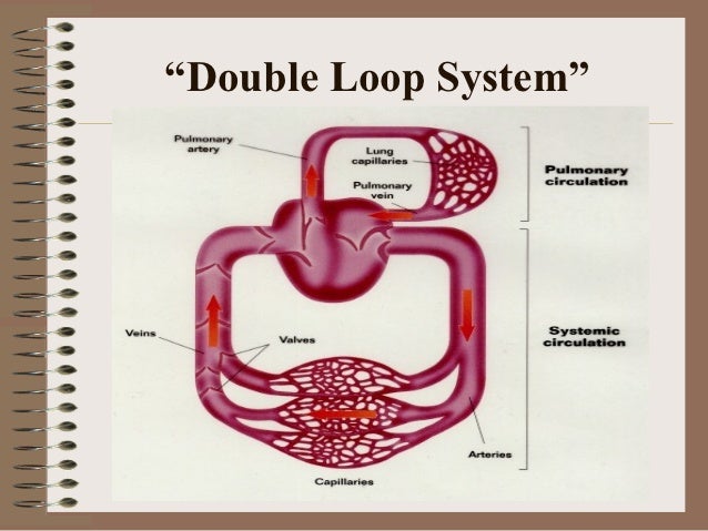 The human circulatory system