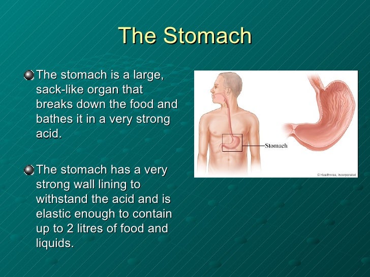The human digestive system