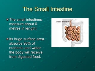 The Small Intestine The small intestines measure about 6 metres in length! Its huge surface area absorbs 90% of nutrients and water the body will receive from digested food.