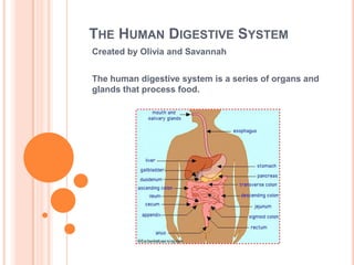 THE HUMAN DIGESTIVE SYSTEM
Created by Olivia and Savannah


The human digestive system is a series of organs and
glands that process food.
 
