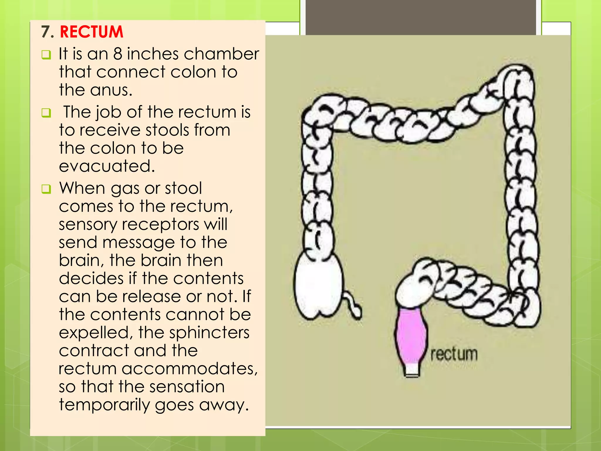 The human digestive system | PPTX
