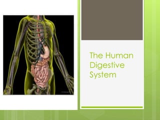 The Human
Digestive
System
 