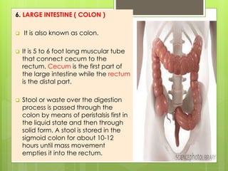 6. LARGE INTESTINE ( COLON )
 It is also known as colon.
 It is 5 to 6 foot long muscular tube
that connect cecum to the
rectum. Cecum is the first part of
the large intestine while the rectum
is the distal part.
 Stool or waste over the digestion
process is passed through the
colon by means of peristalsis first in
the liquid state and then through
solid form. A stool is stored in the
sigmoid colon for about 10-12
hours until mass movement
empties it into the rectum.
 