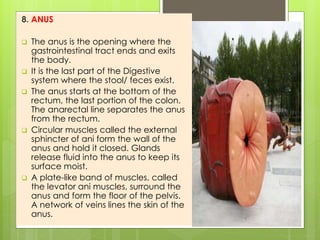 8. ANUS
 The anus is the opening where the
gastrointestinal tract ends and exits
the body.
 It is the last part of the Digestive
system where the stool/ feces exist.
 The anus starts at the bottom of the
rectum, the last portion of the colon.
The anarectal line separates the anus
from the rectum.
 Circular muscles called the external
sphincter of ani form the wall of the
anus and hold it closed. Glands
release fluid into the anus to keep its
surface moist.
 A plate-like band of muscles, called
the levator ani muscles, surround the
anus and form the floor of the pelvis.
A network of veins lines the skin of the
anus.
 