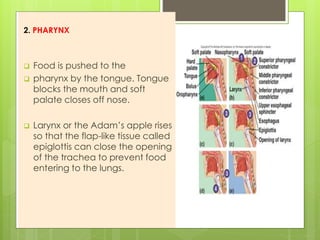 2. PHARYNX
 Food is pushed to the
 pharynx by the tongue. Tongue
blocks the mouth and soft
palate closes off nose.
 Larynx or the Adam’s apple rises
so that the flap-like tissue called
epiglottis can close the opening
of the trachea to prevent food
entering to the lungs.
 