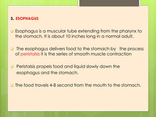 3. ESOPHAGUS
 Esophagus is a muscular tube extending from the pharynx to
the stomach. It is about 10 inches long in a normal adult.
 The esophagus delivers food to the stomach by the process
of peristalsis it is the series of smooth muscle contraction
 Peristalsis propels food and liquid slowly down the
esophagus and the stomach.
 The food travels 4-8 second from the mouth to the stomach.
 