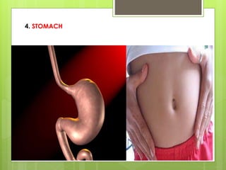 4. STOMACH
 