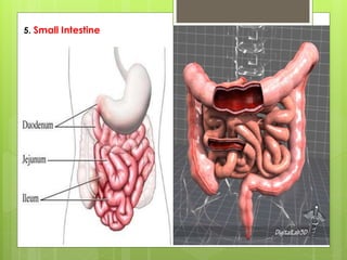 5. Small Intestine
 