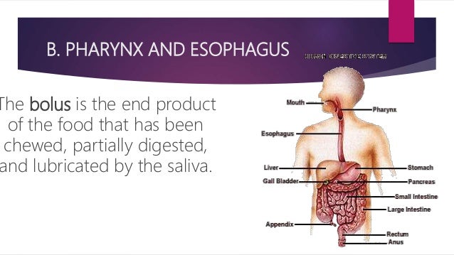 THE HUMAN DIGESTIVE SYSTEM