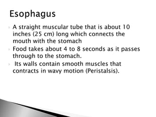  A straight muscular tube that is about 10
inches (25 cm) long which connects the
mouth with the stomach
 Food takes about 4 to 8 seconds as it passes
through to the stomach.
 Its walls contain smooth muscles that
contracts in wavy motion (Peristalsis).
 