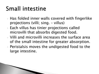  Has folded inner walls covered with fingerlike
projections (villi; sing. – villus)
 Each villus has tinier projections called
microvilli that absorbs digested food.
 Villi and microvilli increases the surface area
of the small intestine for greater absorption.
 Peristalsis moves the undigested food to the
large intestine.
 