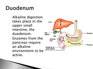  Alkaline digestion
takes place in the
upper small
intestine, the
duodenum.
 Enzymes from the
pancreas require
an alkaline
environment to be
active.
 