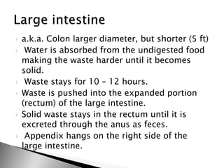  a.k.a. Colon larger diameter, but shorter (5 ft)
 Water is absorbed from the undigested food
making the waste harder until it becomes
solid.
 Waste stays for 10 – 12 hours.
 Waste is pushed into the expanded portion
(rectum) of the large intestine.
 Solid waste stays in the rectum until it is
excreted through the anus as feces.
 Appendix hangs on the right side of the
large intestine.
 