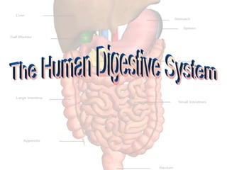 THE HUMAN DIGESTIVE SYSTEM. For human ppt | PPT