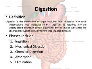 THE HUMAN DIGESTIVE SYSTEM. For human ppt | PPT