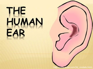 THE
HUMAN
EAR
http://www.a3bs.com/3d_models.html
 