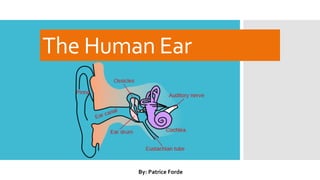 The Human Ear
By: Patrice Forde
 