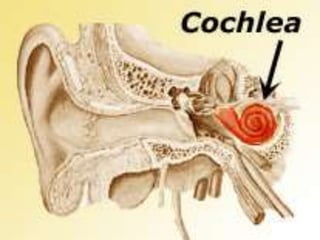the_human_ear-outer,middle,inner ear,external auditory canal,tympanic ...