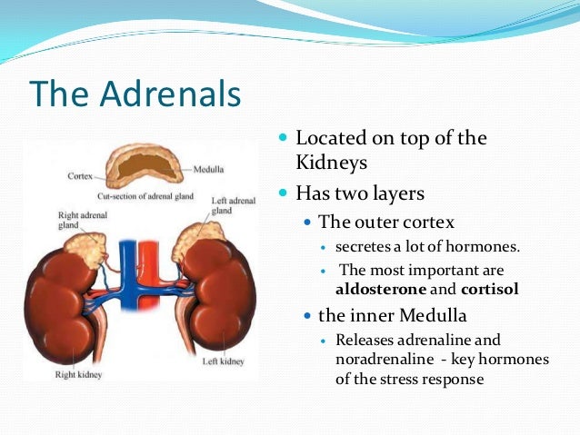 the characteristics of the human endocrine system The pituitary gland is a pea-sized structure located at the base of the brain, it is part of the endocrine system and produces critical hormones,. the characteristics of the human endocrine system The pituitary gland is a pea-sized structure located at the base of the brain, it is part of the endocrine system and produces critical hormones,.
