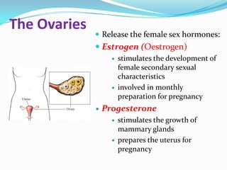 The Ovaries
               Release the female sex hormones:
               Estrogen (Oestrogen)
                       stimulates the development of
                        female secondary sexual
                        characteristics
                       involved in monthly
                        preparation for pregnancy
                 Progesterone
                       stimulates the growth of
                        mammary glands
                       prepares the uterus for
                        pregnancy
 