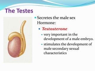The Testes
              Secretes the male sex
              Hormone:
               Testosterone
                   very important in the
                    development of a male embryo.
                   stimulates the development of
                    male secondary sexual
                    characteristics
 