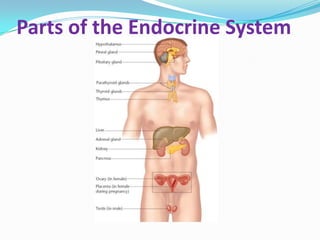 Parts of the Endocrine System
 