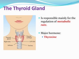 The Thyroid Gland
               Is responsible mainly for the
               regulation of metabolic
               rate.

               Major hormone:
                 Thyroxine
 