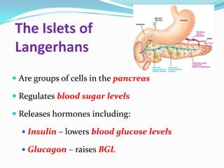 The Islets of
Langerhans
 Are groups of cells in the pancreas

 Regulates blood sugar levels

 Releases hormones including:

   Insulin – lowers blood glucose levels

   Glucagon – raises BGL
 