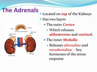 The Adrenals  Located on top of the Kidneys
                   Has two layers
                     The outer Cortex
                       Which releases
                        aldosterone and cortisol.
                     The inner Medulla
                       Releases adrenaline and
                        noradrenaline - key
                        hormones of the stress
                        response
 