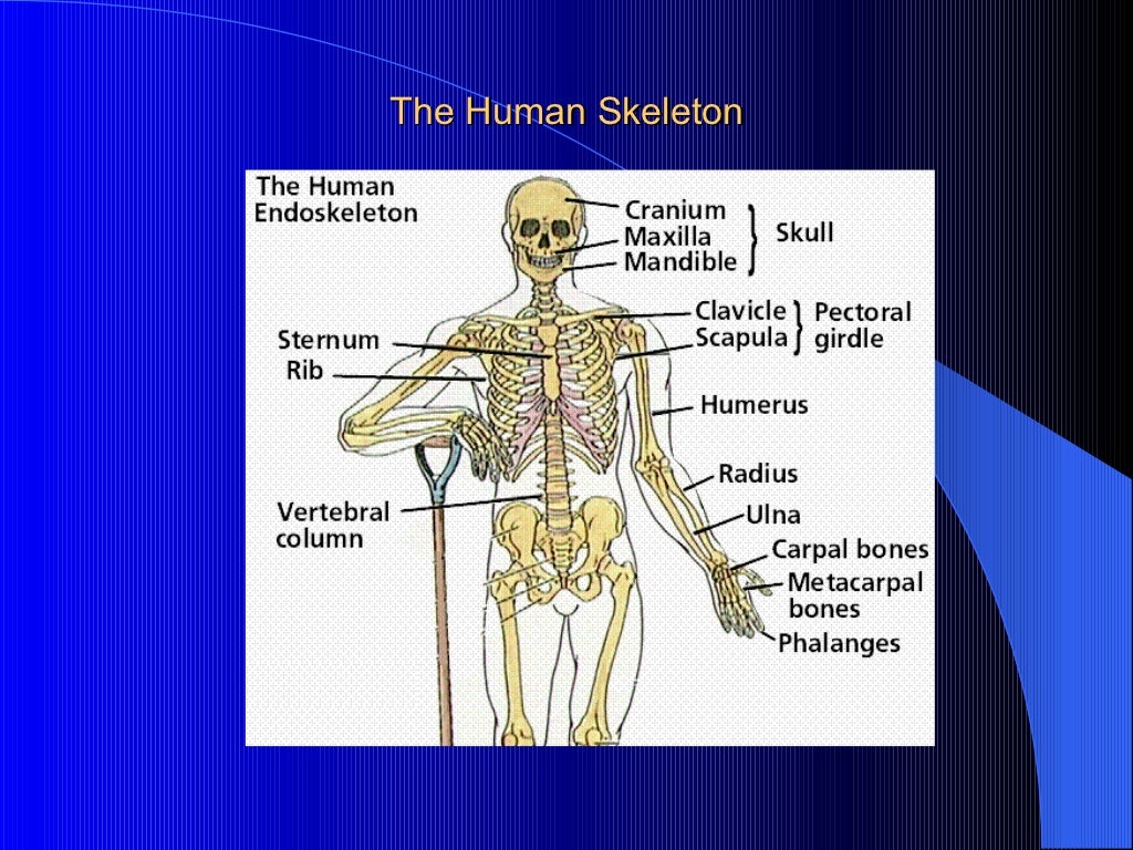 The human endoskeleton
