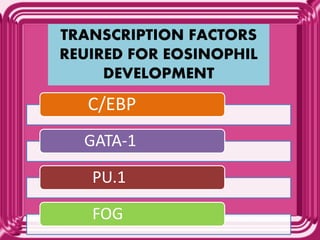TRANSCRIPTION FACTORS
REUIRED FOR EOSINOPHIL
DEVELOPMENT
C/EBP
GATA-1
PU.1
FOG
 