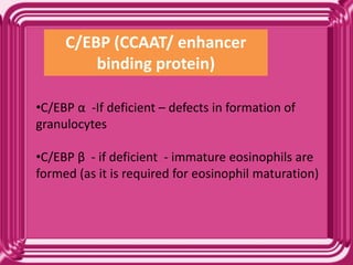 C/EBP (CCAAT/ enhancer
binding protein)
•C/EBP α -If deficient – defects in formation of
granulocytes
•C/EBP β - if deficient - immature eosinophils are
formed (as it is required for eosinophil maturation)
 