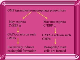 GMP (granulocte-macrophage progenitors
May express
C/EBP α
May not express
C/EBP α
GATA-2 acts on such
GMPs
GATA-2 acts on such
GMPs
Exclusively induces
eosinophil formation
Basophils/ mast
cells are formed
 