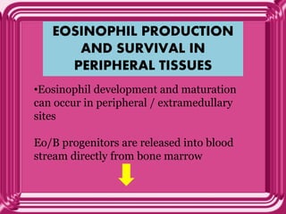EOSINOPHIL PRODUCTION
AND SURVIVAL IN
PERIPHERAL TISSUES
•Eosinophil development and maturation
can occur in peripheral / extramedullary
sites
Eo/B progenitors are released into blood
stream directly from bone marrow
 