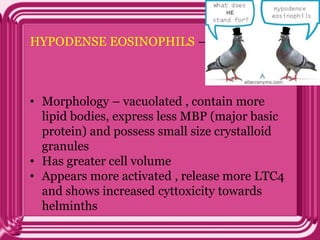 HYPODENSE EOSINOPHILS –
• Morphology – vacuolated , contain more
lipid bodies, express less MBP (major basic
protein) and possess small size crystalloid
granules
• Has greater cell volume
• Appears more activated , release more LTC4
and shows increased cyttoxicity towards
helminths
 
