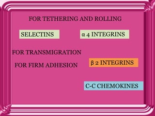 SELECTINS α 4 INTEGRINS
FOR TETHERING AND ROLLING
β 2 INTEGRINSFOR FIRM ADHESION
C-C CHEMOKINES
FOR TRANSMIGRATION
 