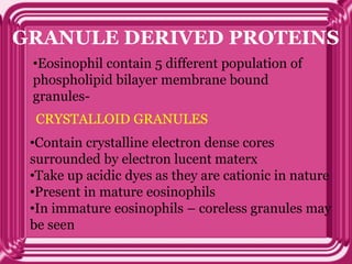 GRANULE DERIVED PROTEINS
•Eosinophil contain 5 different population of
phospholipid bilayer membrane bound
granules-
CRYSTALLOID GRANULES
•Contain crystalline electron dense cores
surrounded by electron lucent materx
•Take up acidic dyes as they are cationic in nature
•Present in mature eosinophils
•In immature eosinophils – coreless granules may
be seen
 