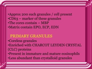 •Approx 200 such granules / cell present
•CD63 – marker of these granules
•The cores contain – MBP
•Matrix contain EPO, ECP, EDN
PRIMARY GRANULES
•Coreless granules
•Enriched with CHARCOT LEYDEN CRYSTAL
(CLC) proteins
•Present in immature and mature eosinophils
•Less abundant than crystalloid granules
 