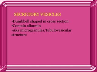 SECRETORY VESICLES
•Dumbbell shaped in cross section
•Contain albumin
•Aka microgranules/tubulovesicular
structure
 