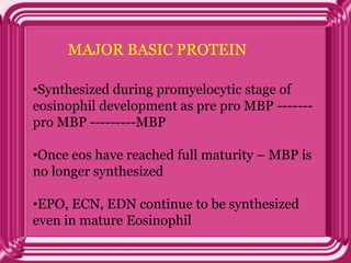 MAJOR BASIC PROTEIN
•Synthesized during promyelocytic stage of
eosinophil development as pre pro MBP -------
pro MBP ---------MBP
•Once eos have reached full maturity – MBP is
no longer synthesized
•EPO, ECN, EDN continue to be synthesized
even in mature Eosinophil
 