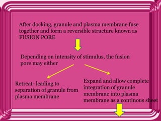 After docking, granule and plasma membrane fuse
together and form a reversible structure known as
FUSION PORE
Depending on intensity of stimulus, the fusion
pore may either
Retreat- leading to
separation of granule from
plasma membrane
Expand and allow complete
integration of granule
membrane into plasma
membrane as a continous sheet
 