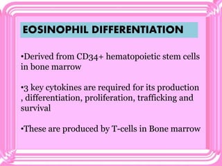 EOSINOPHIL DIFFERENTIATION
•Derived from CD34+ hematopoietic stem cells
in bone marrow
•3 key cytokines are required for its production
, differentiation, proliferation, trafficking and
survival
•These are produced by T-cells in Bone marrow
 