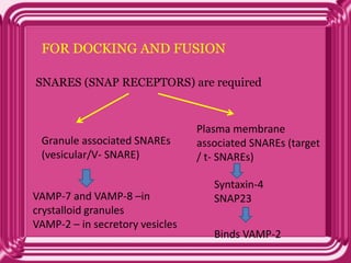 FOR DOCKING AND FUSION
SNARES (SNAP RECEPTORS) are required
Granule associated SNAREs
(vesicular/V- SNARE)
Plasma membrane
associated SNAREs (target
/ t- SNAREs)
VAMP-7 and VAMP-8 –in
crystalloid granules
VAMP-2 – in secretory vesicles
Syntaxin-4
SNAP23
Binds VAMP-2
 