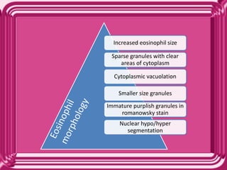 Increased eosinophil size
Sparse granules with clear
areas of cytoplasm
Cytoplasmic vacuolation
Smaller size granules
Immature purplish granules in
romanowsky stain
Nuclear hypo/hyper
segmentation
 