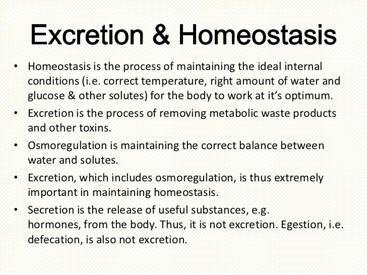 The human excretory system